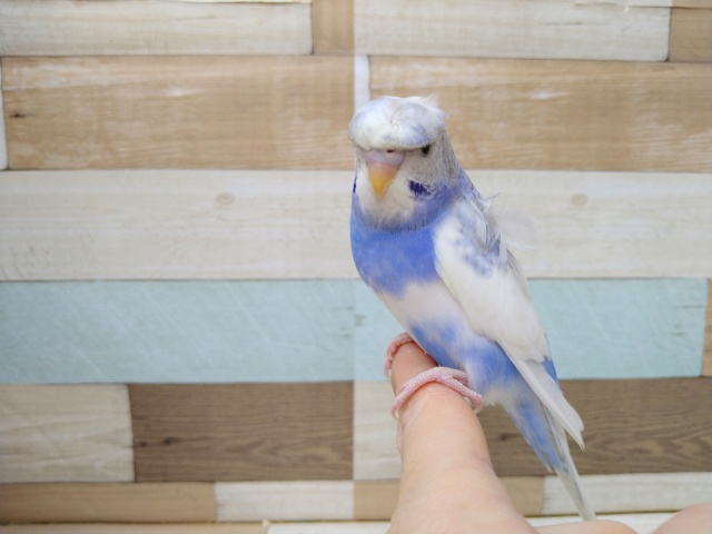 羽衣セキセイインコ