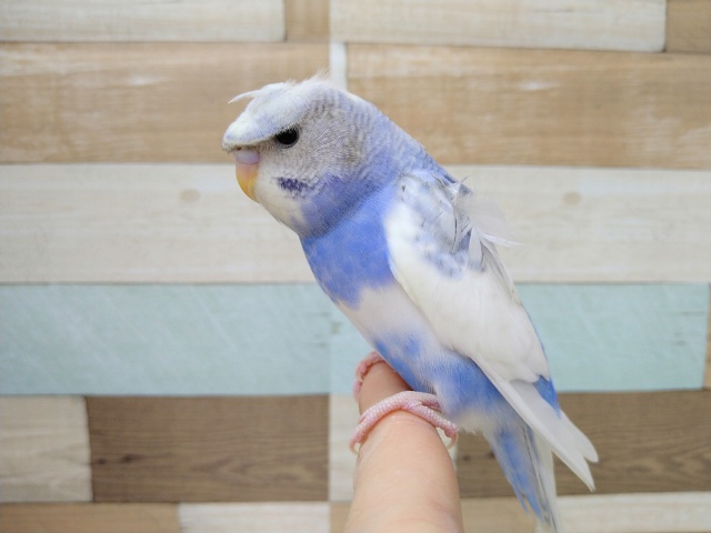 羽衣セキセイインコ