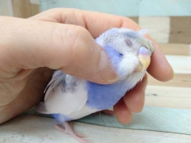 羽衣セキセイインコ