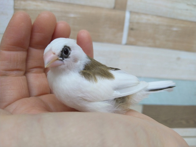 十姉妹（ジュウシマツ）