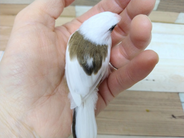 十姉妹（ジュウシマツ）