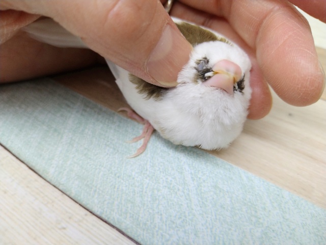 十姉妹（ジュウシマツ）