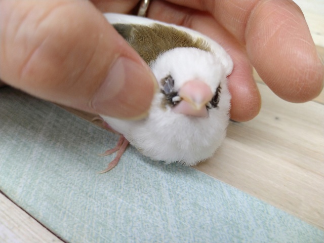 十姉妹（ジュウシマツ）