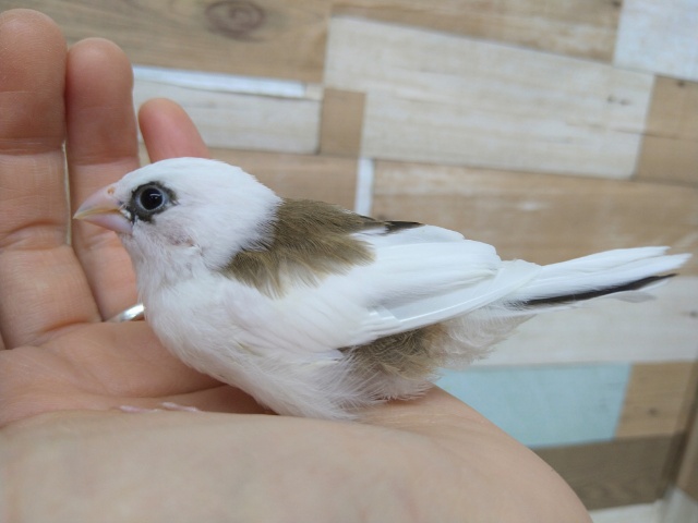 十姉妹（ジュウシマツ）