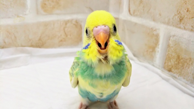 セキセイインコ