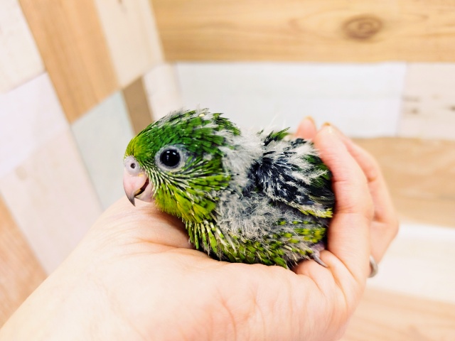 サザナミインコ