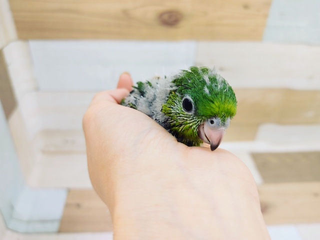 サザナミインコ