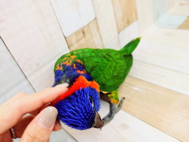 ゴシキセイガイインコ