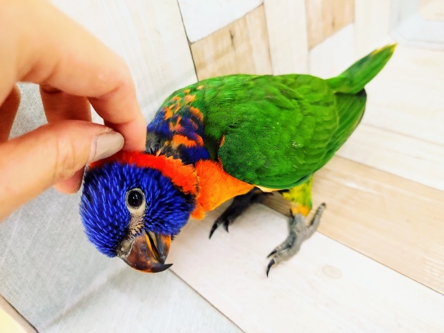 ゴシキセイガイインコ