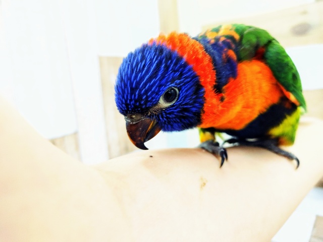 ゴシキセイガイインコ