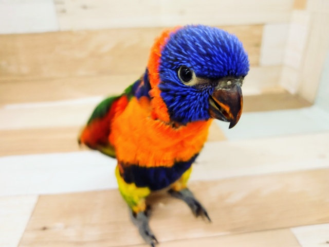 ゴシキセイガイインコ