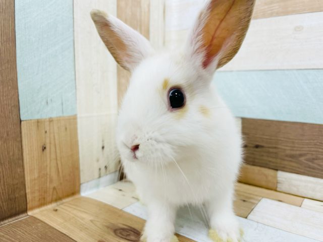 ネザーランドドワーフ