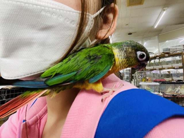 ワキコガネウロコインコ