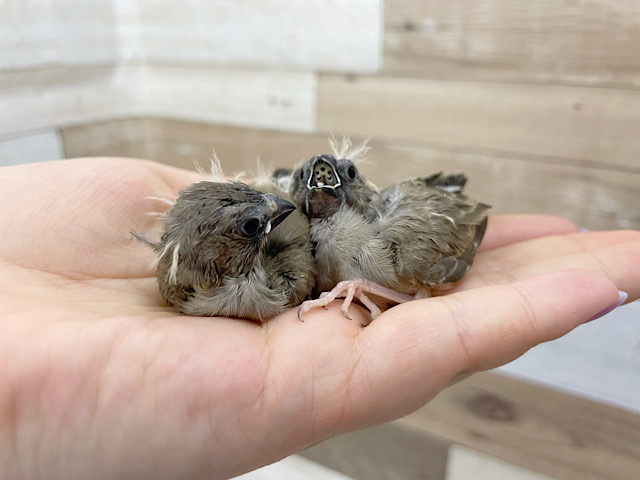 錦花鳥（キンカチョウ）