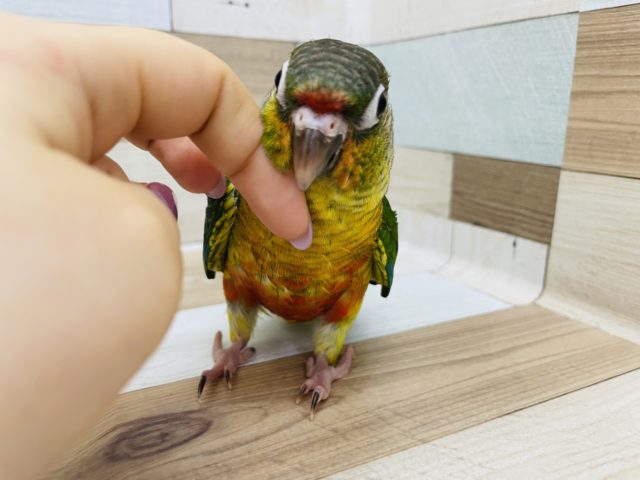 ワキコガネウロコインコ