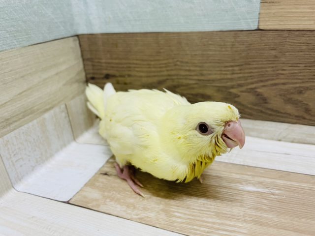 サザナミインコ