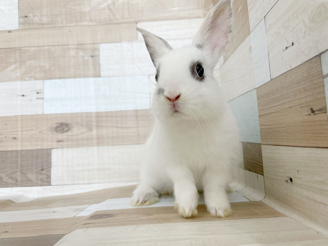 ネザーランドドワーフ