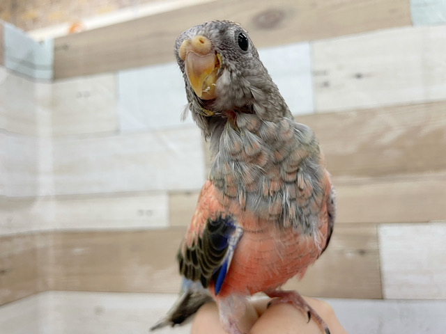 アキクサインコ（秋草インコ）