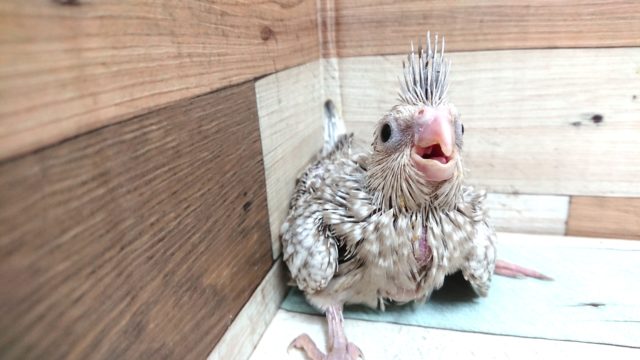 オカメインコ