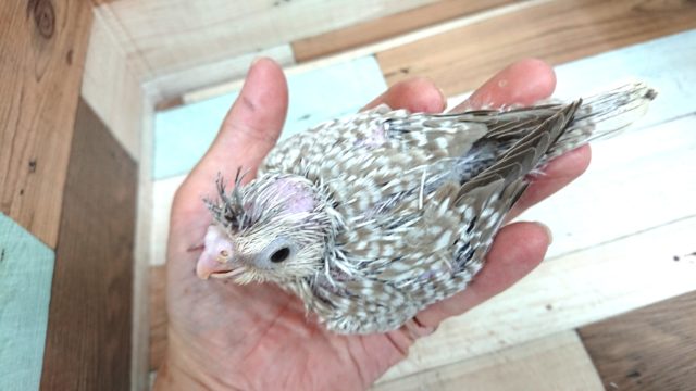 オカメインコ