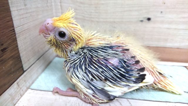 1人餌になり模様がでました♪オカメインコ パールパイドです! オカメインコ