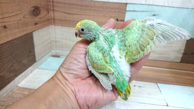 セキセイインコ