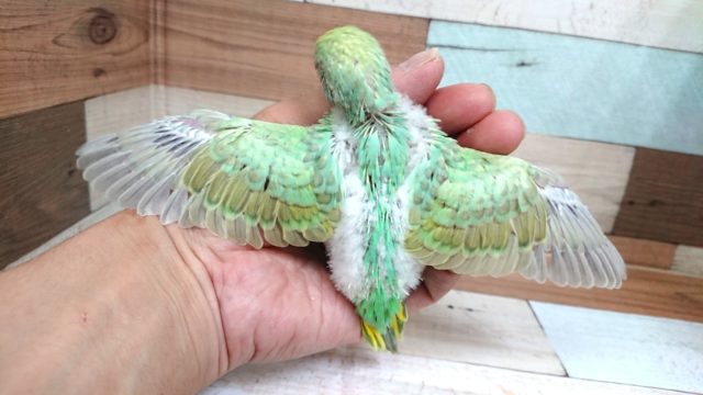 セキセイインコ