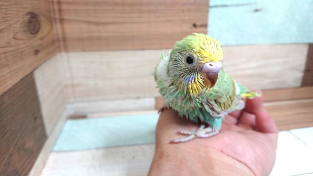 セキセイインコ