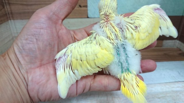 セキセイインコ