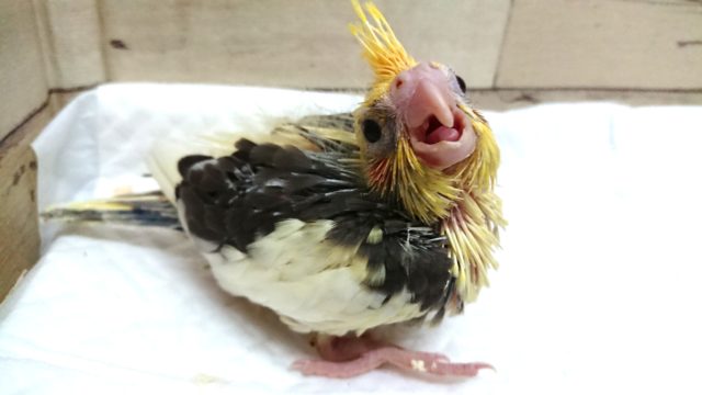 オカメインコ