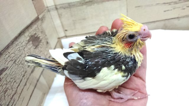 オカメインコ