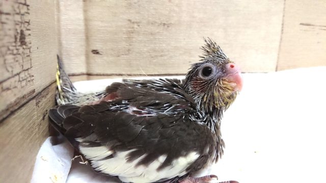 オカメインコ