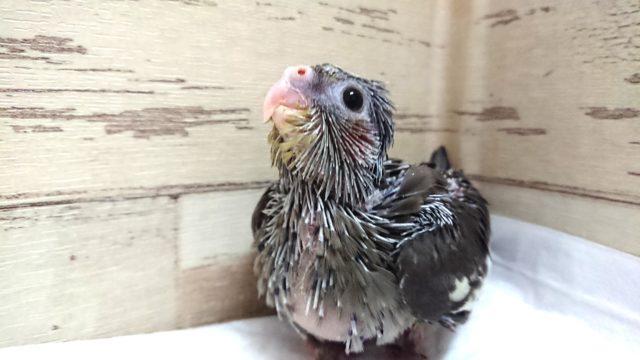 オカメインコ