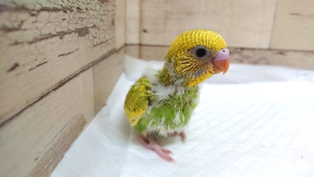 セキセイインコ