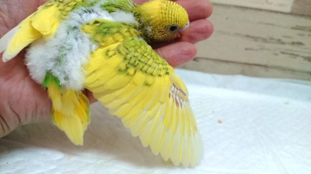 セキセイインコ