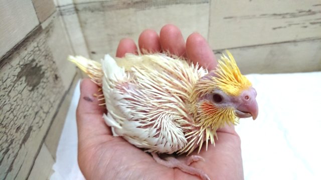オカメインコ