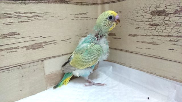 セキセイインコ