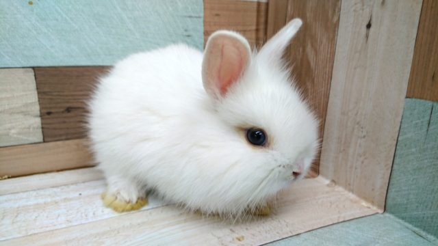 ライオンラビット