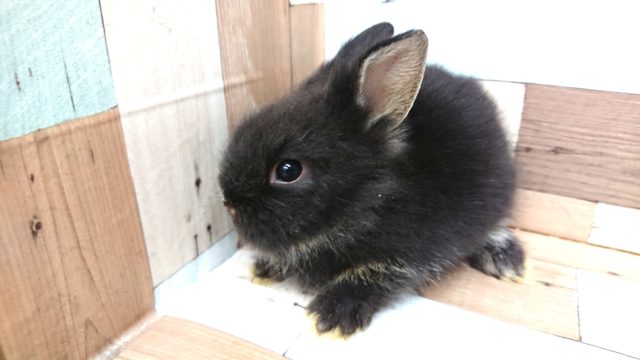 ライオンラビット