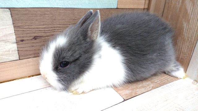 ライオンラビット