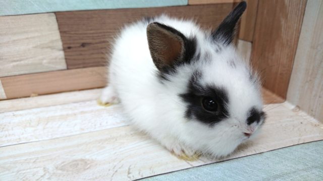 ライオンラビット