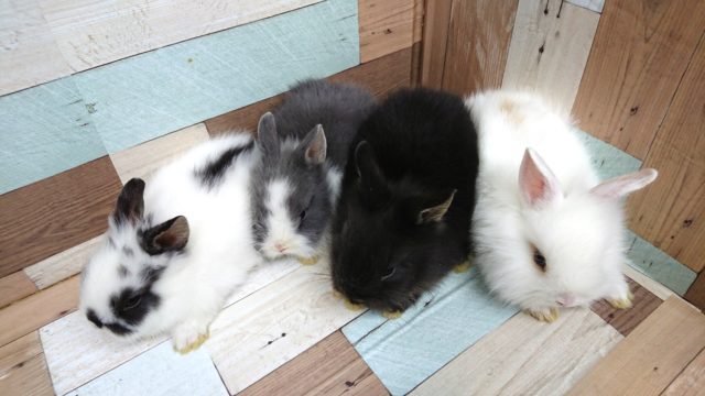 ライオンラビット