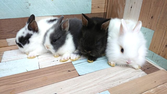 ライオンラビット