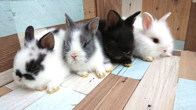 ライオンラビット