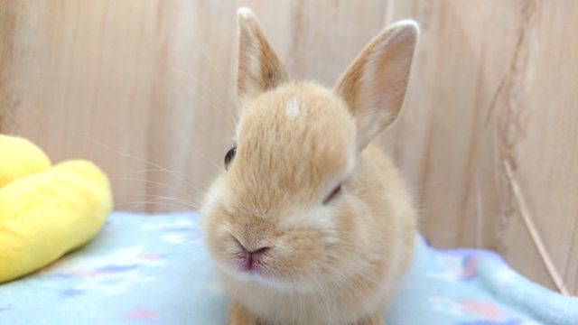 ネザーランドドワーフ