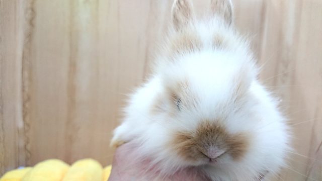 ライオンラビット