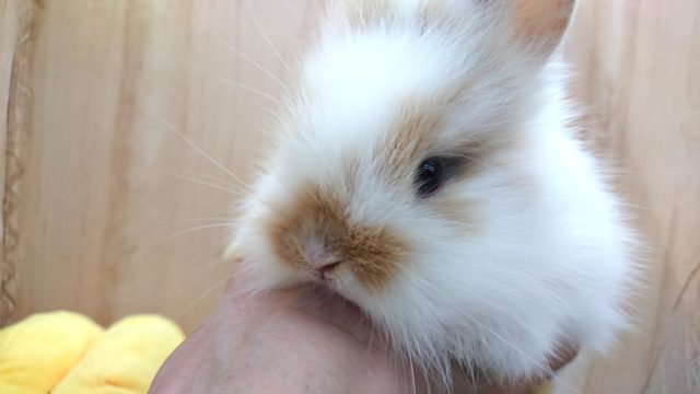 ライオンラビット