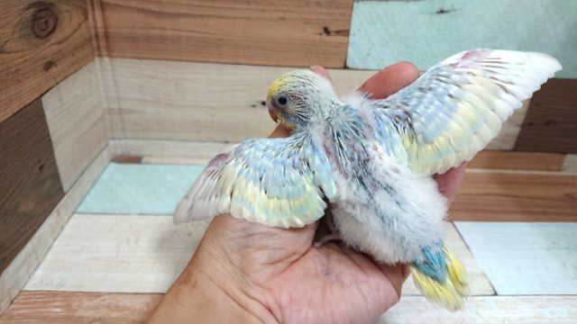 セキセイインコ
