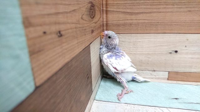 セキセイインコ