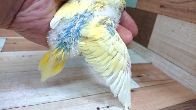 セキセイインコ
